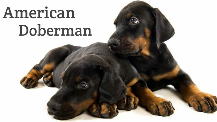 Доберман собака ра белом фонн