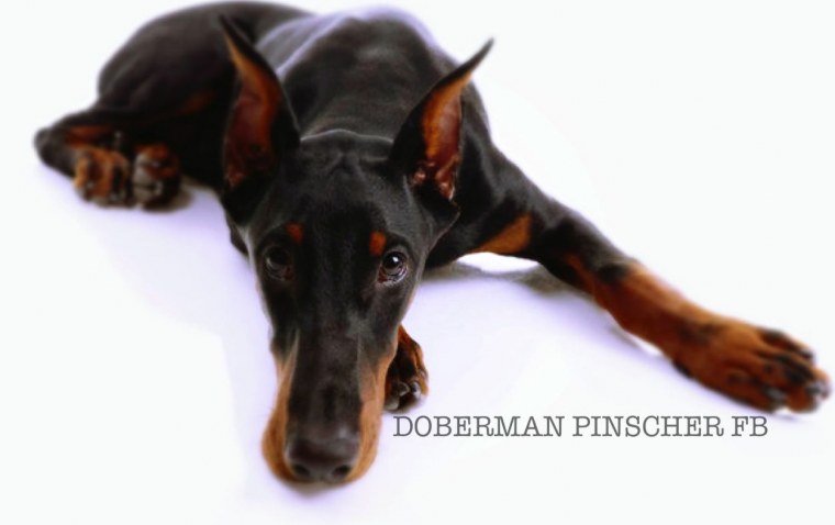 Щенок добермана на белом фоне