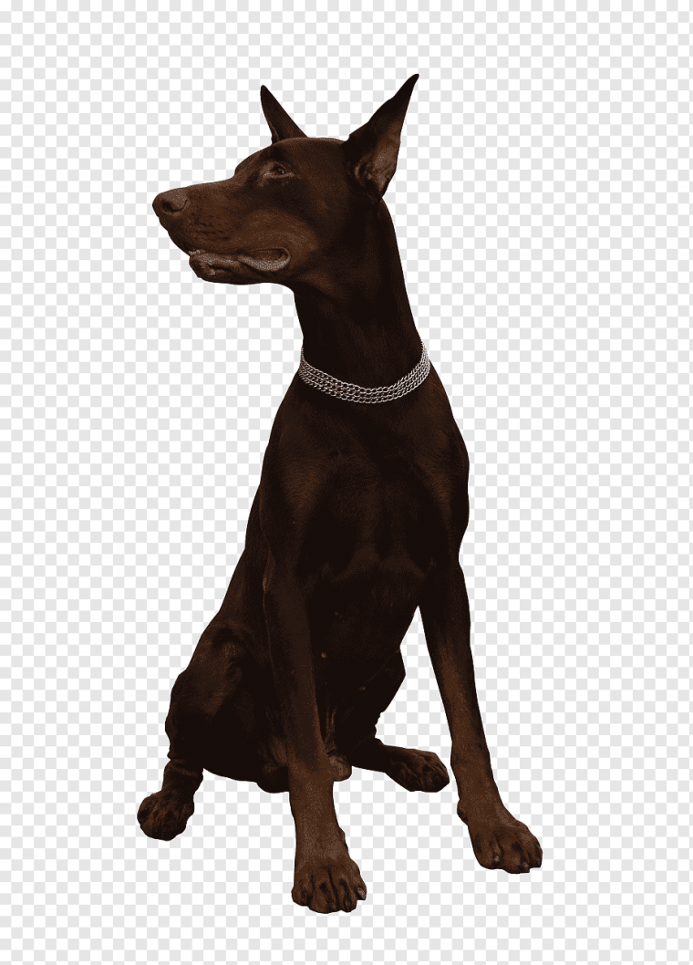 Доберман щенок