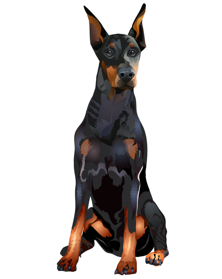 Доберман пинчер сидит