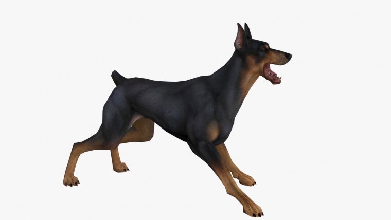 Доберман злой