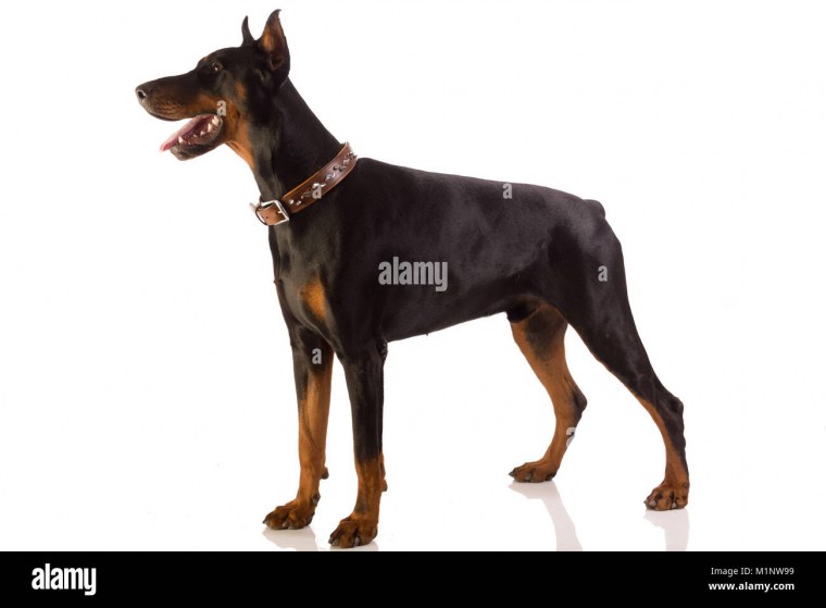 Картинки доберманов лежащий