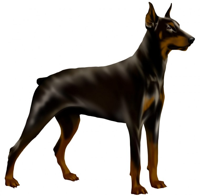 Доберман пинчер без фона