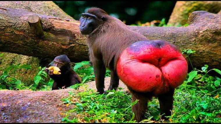 Маймун макаки