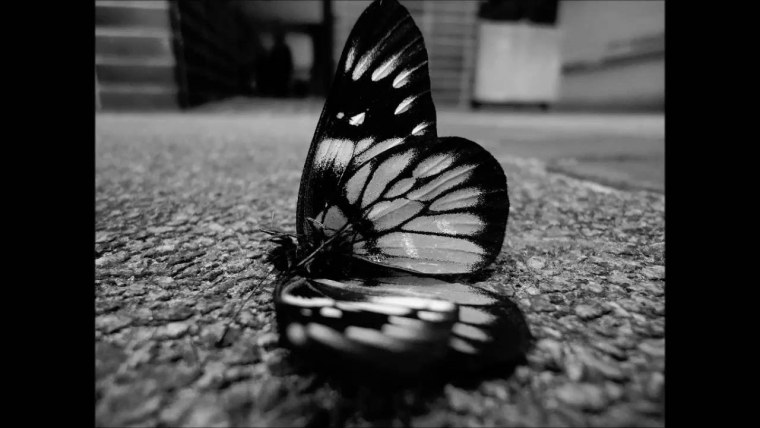 Бабочки на черном фоне