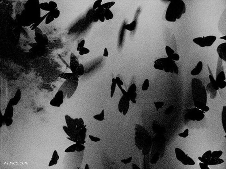 Бабочки на черном фоне