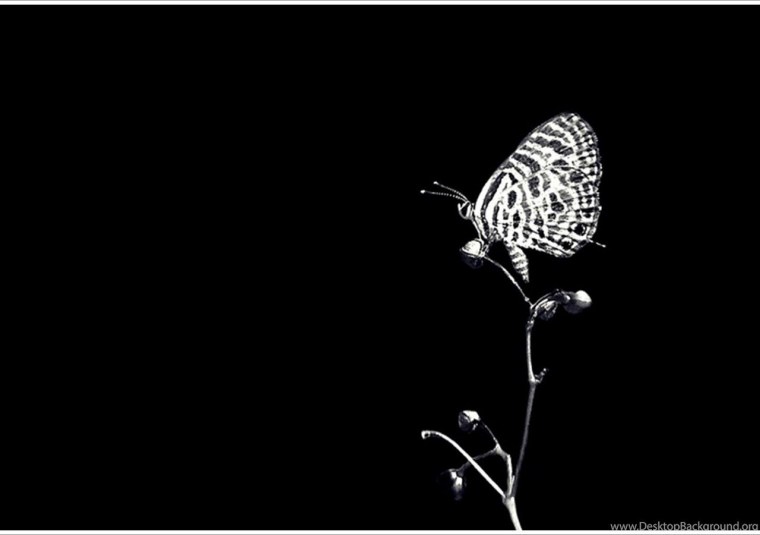 Серый цвет в природе