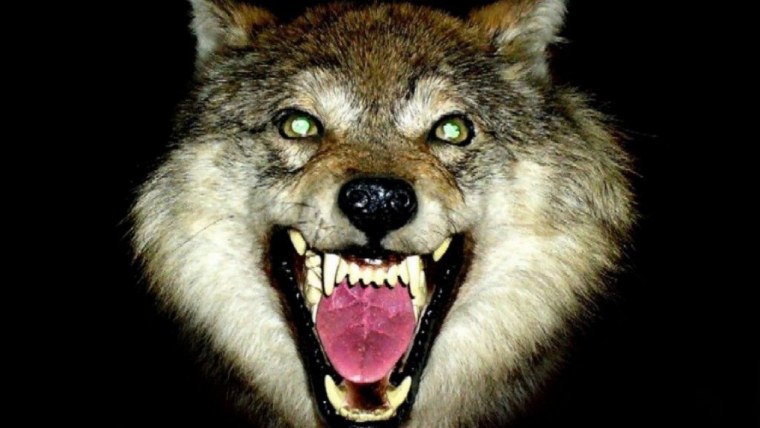 Пасть волка