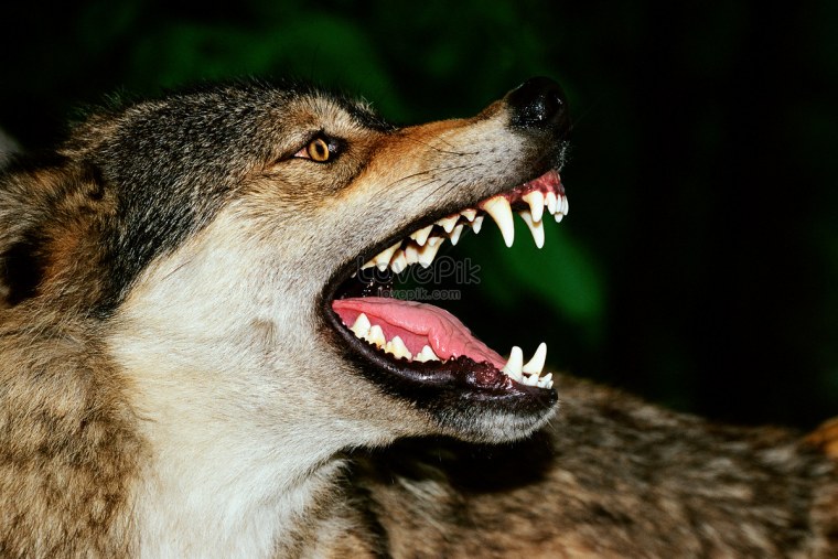 Фурри клыки