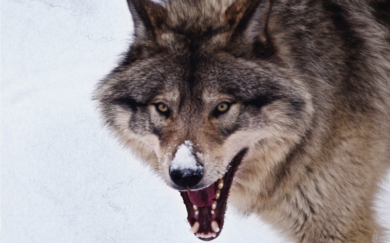 Волк оскал
