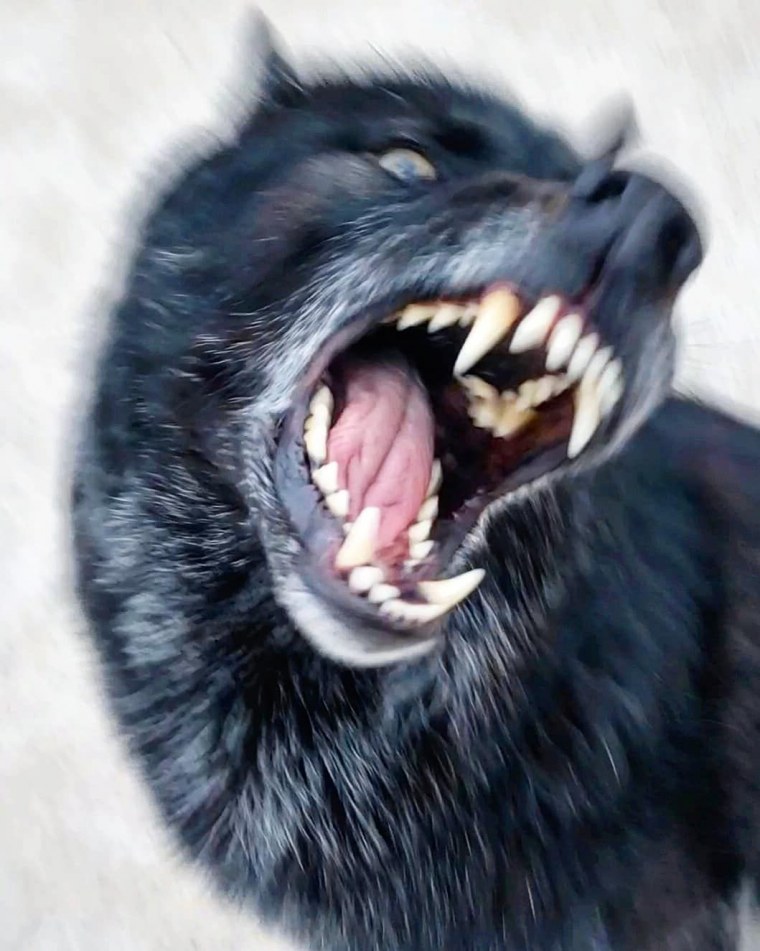 Волк с открытой пастью арт