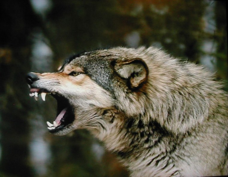 Морда злого волка