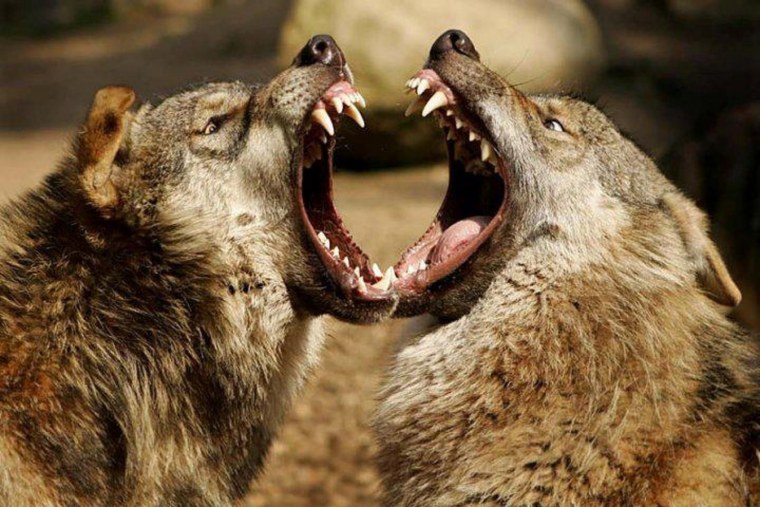 Полярный волк оскал