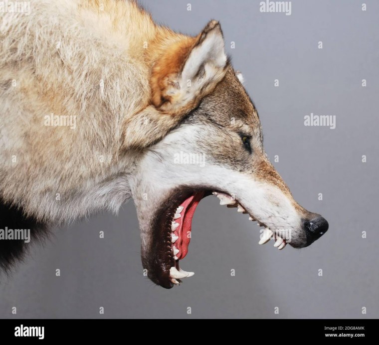 Морда волка в профиль