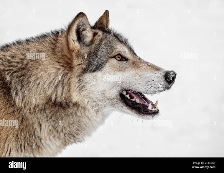 Собака волкособ оскал