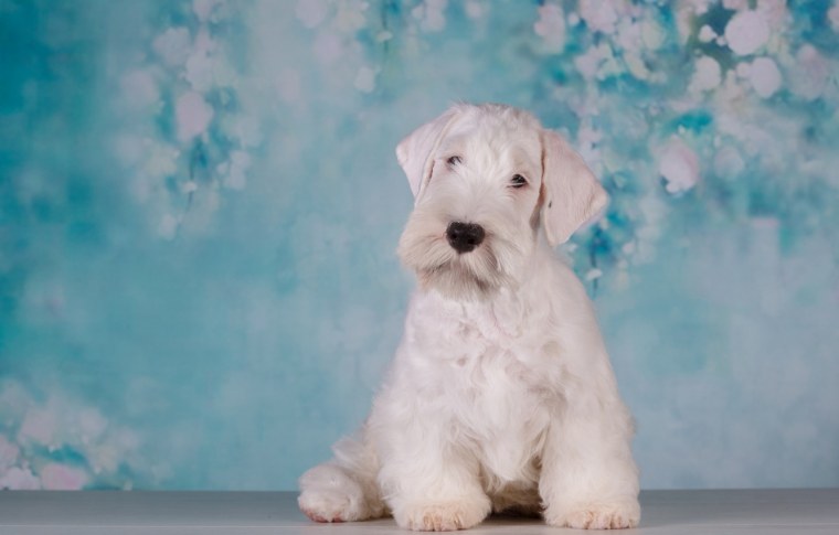 Собачка на голубом фоне