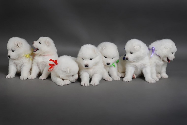 Щенки самоед щенки самоеда щенки