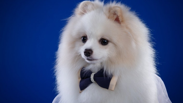 Собачка шпиц белый