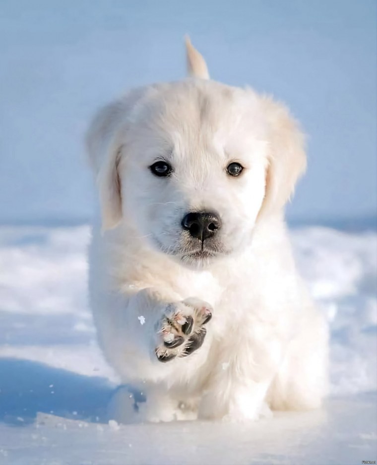 Джек Рассел щенок