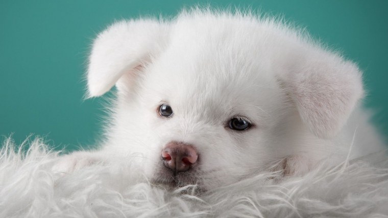 Маленький белый щенок