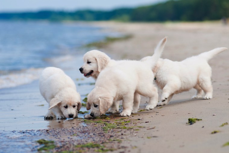 Лабрадор ретривер белый щенок