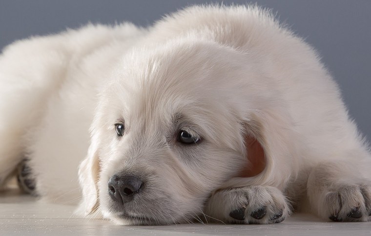 Бордер колли голубой