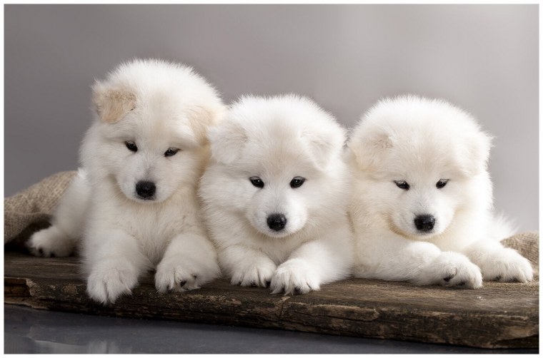 Самоед щенок