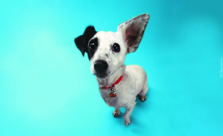 Собака на однотонном фоне