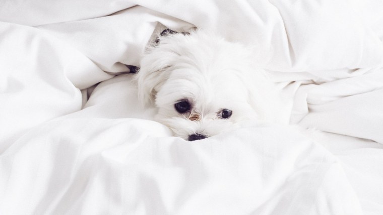 Красивая собачка на белом фоне