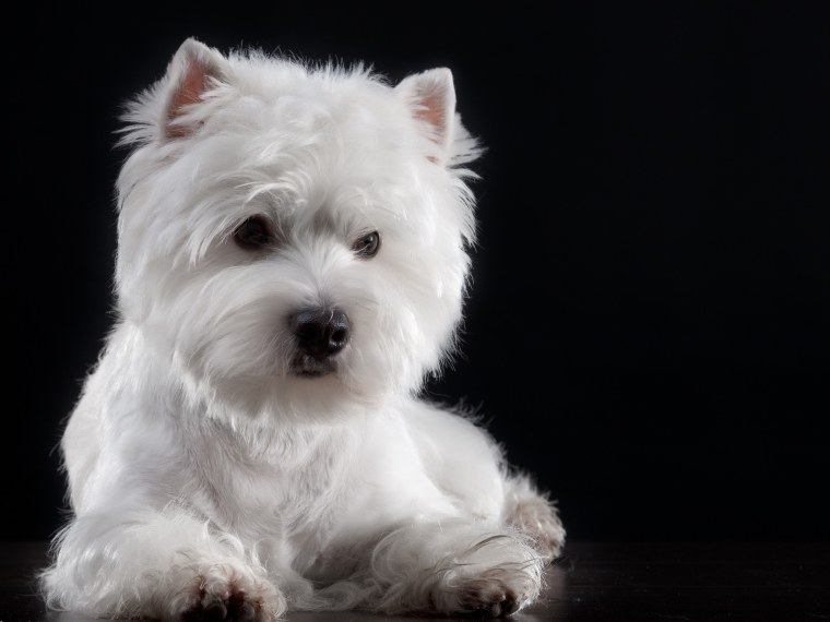 Милые щенки породистые