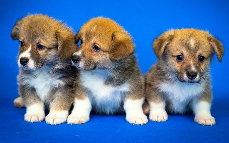 Далматинец на голубом фоне фото стоковое