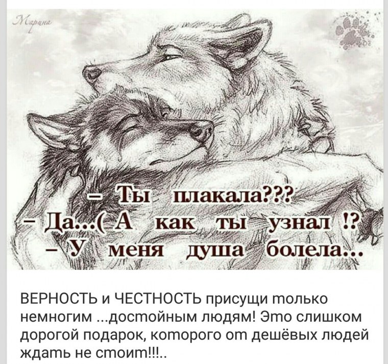 Волк любит одну волчицу