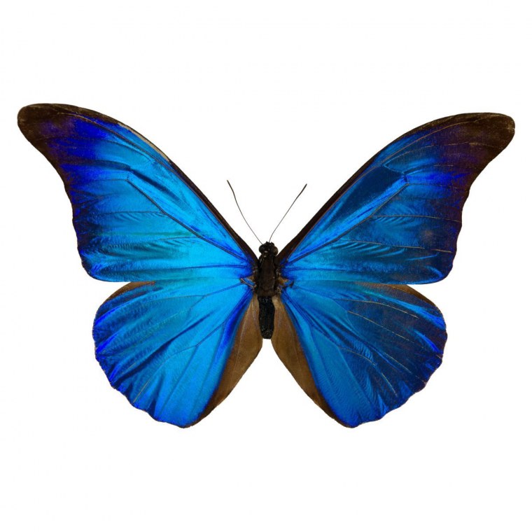 Синяя бабочка