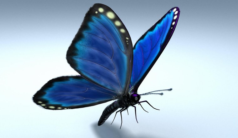 Бабочка рисунок