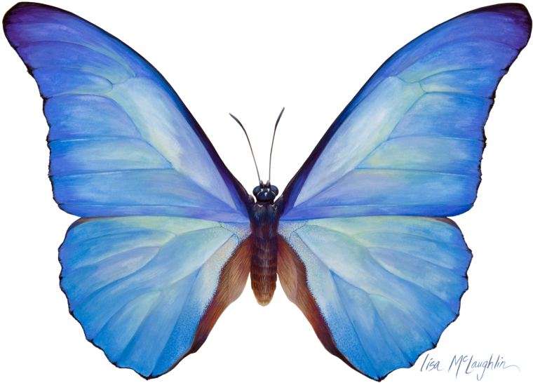 Морфо Пелеида