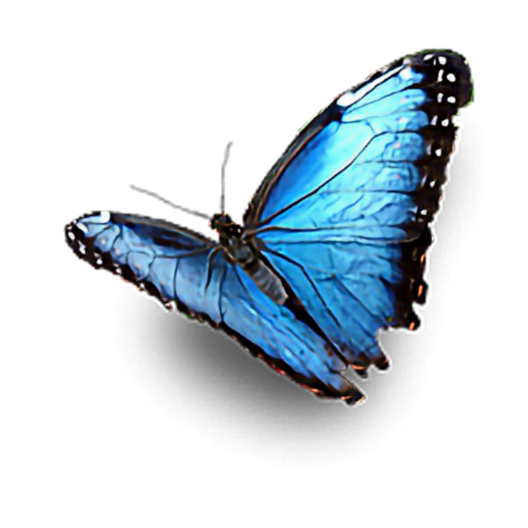Стайка бабочек на прозрачном фоне