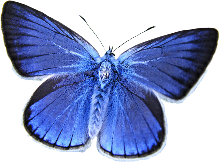 Бабочка фиолетовая