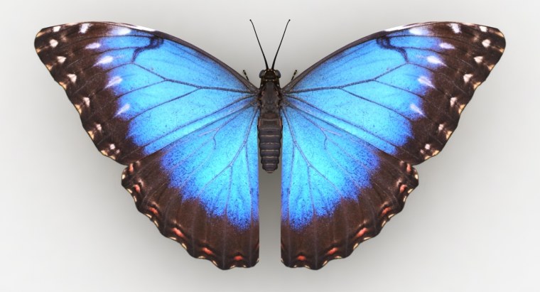 Бабочка Морфо Киссеида