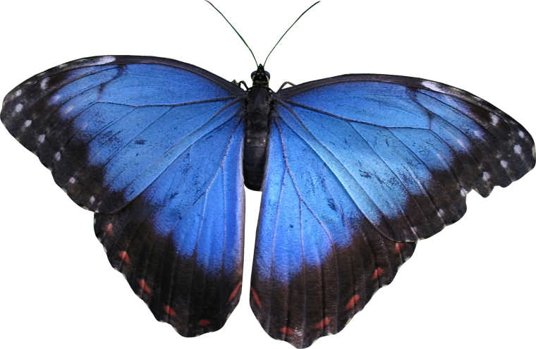 Синие бабочки на белом фоне