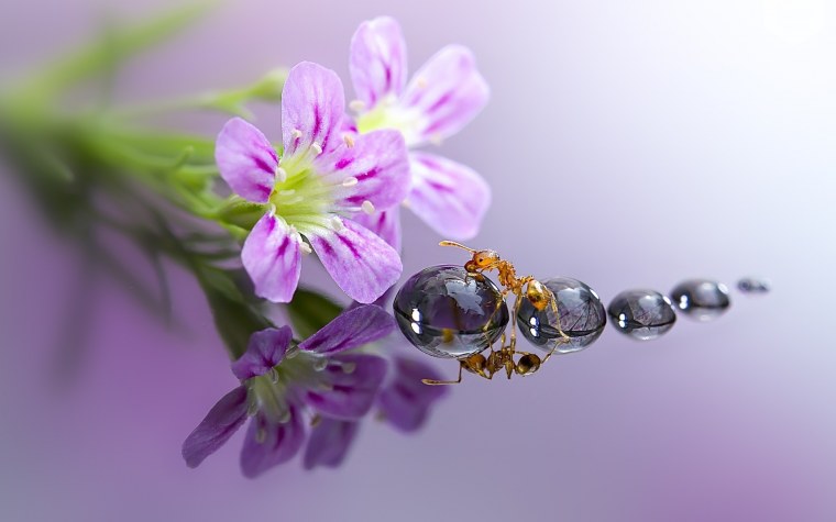 Японский фотограф Miki Asai.