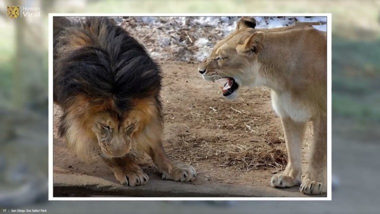 Шутки про Льва