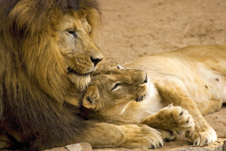 Львы обнимаются