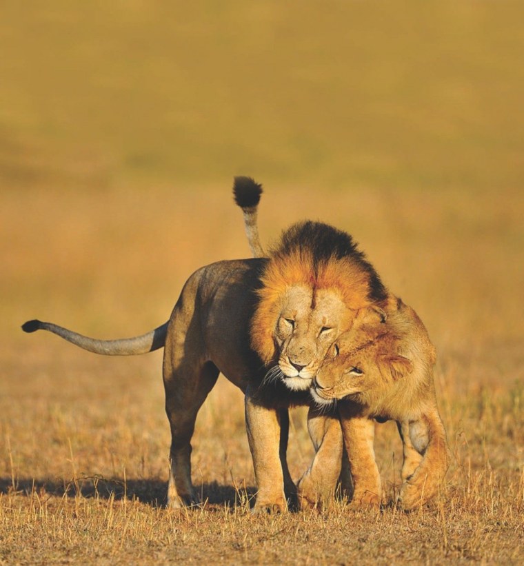 Афоризмы про львицу