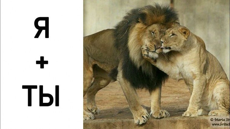 Нежность львицы и Льва