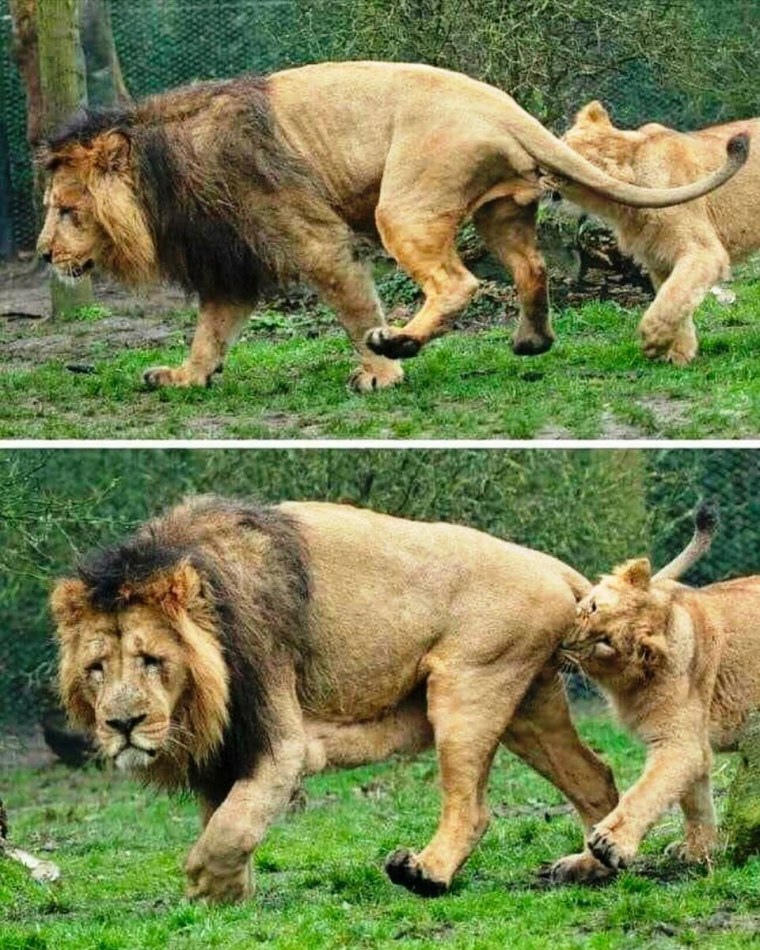Львица кусает Льва за яйца