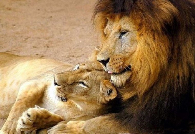 Мой любимый Лев