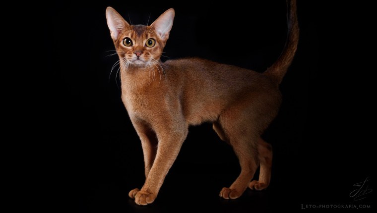Абиссинская кошка полосатая
