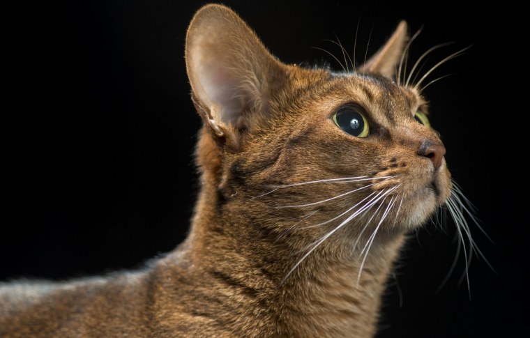 Новогодние коты