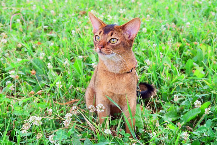 Абиссинская кошка котёнок