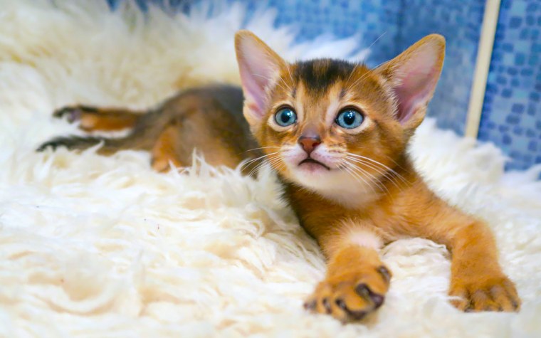 Абиссинец плачет